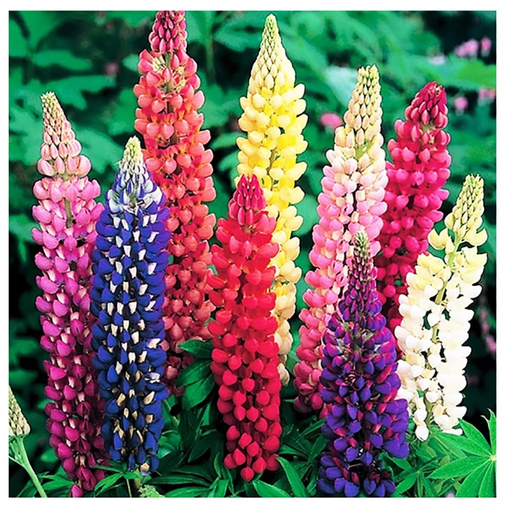 Lupine mixed