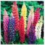 Lupine mixed