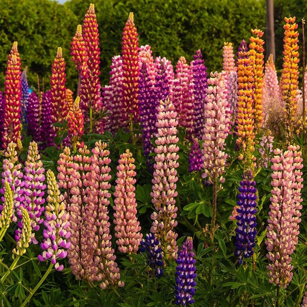 Lupine mixed