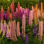 Lupine mixed
