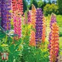 Lupinus russel hybrids mixed