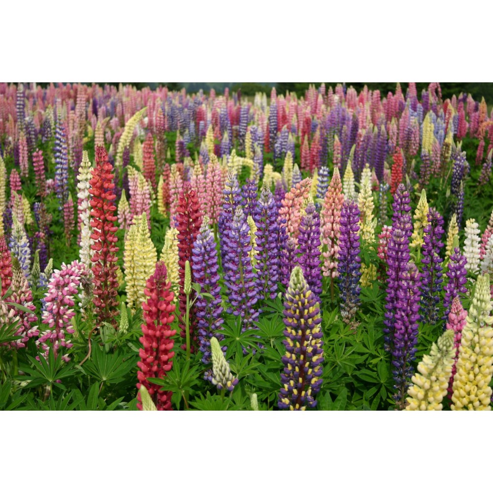 Lupinus russel hybrids mixed