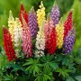 Lupinus russel hybrids mixed
