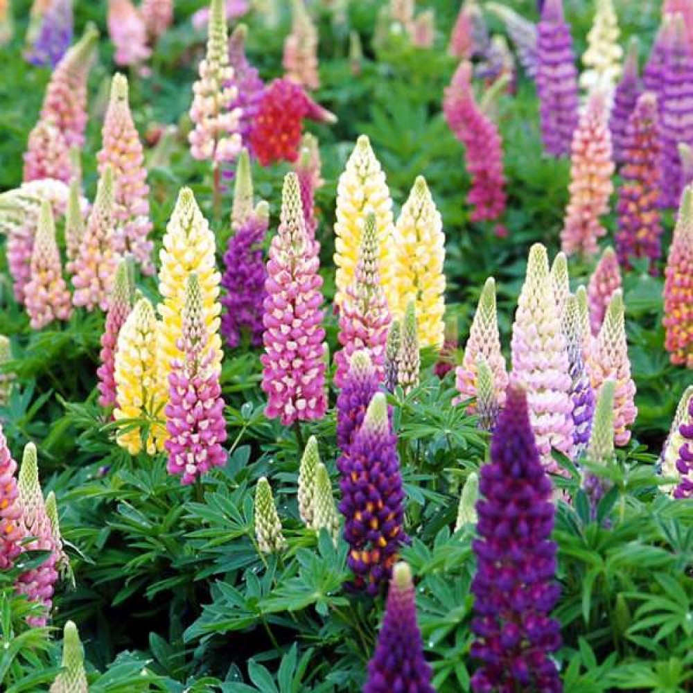 Lupinus russel hybrids mixed