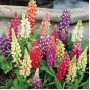 Lupinus russel hybrids mixed