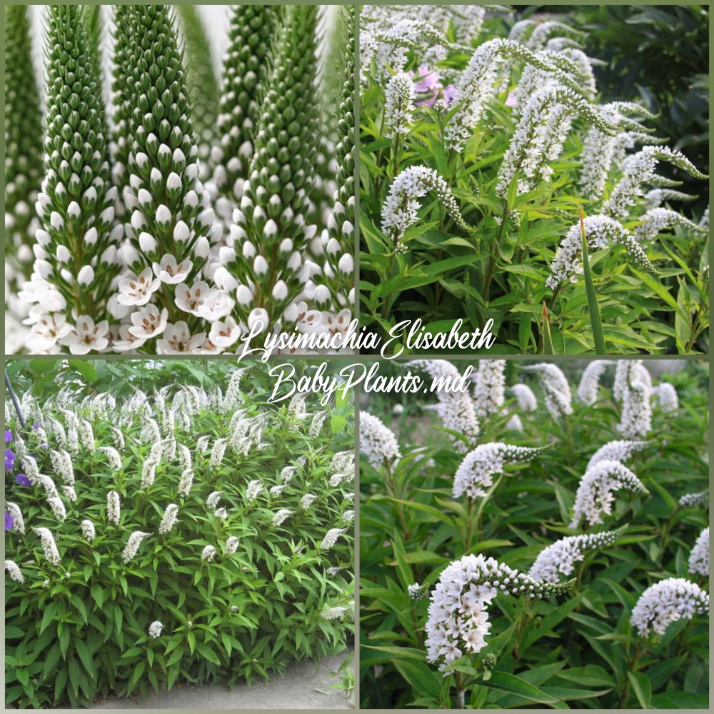 Lysimachia Elisabeth