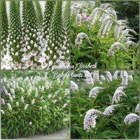 Lysimachia Elisabeth