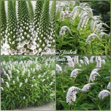 Lysimachia Elisabeth