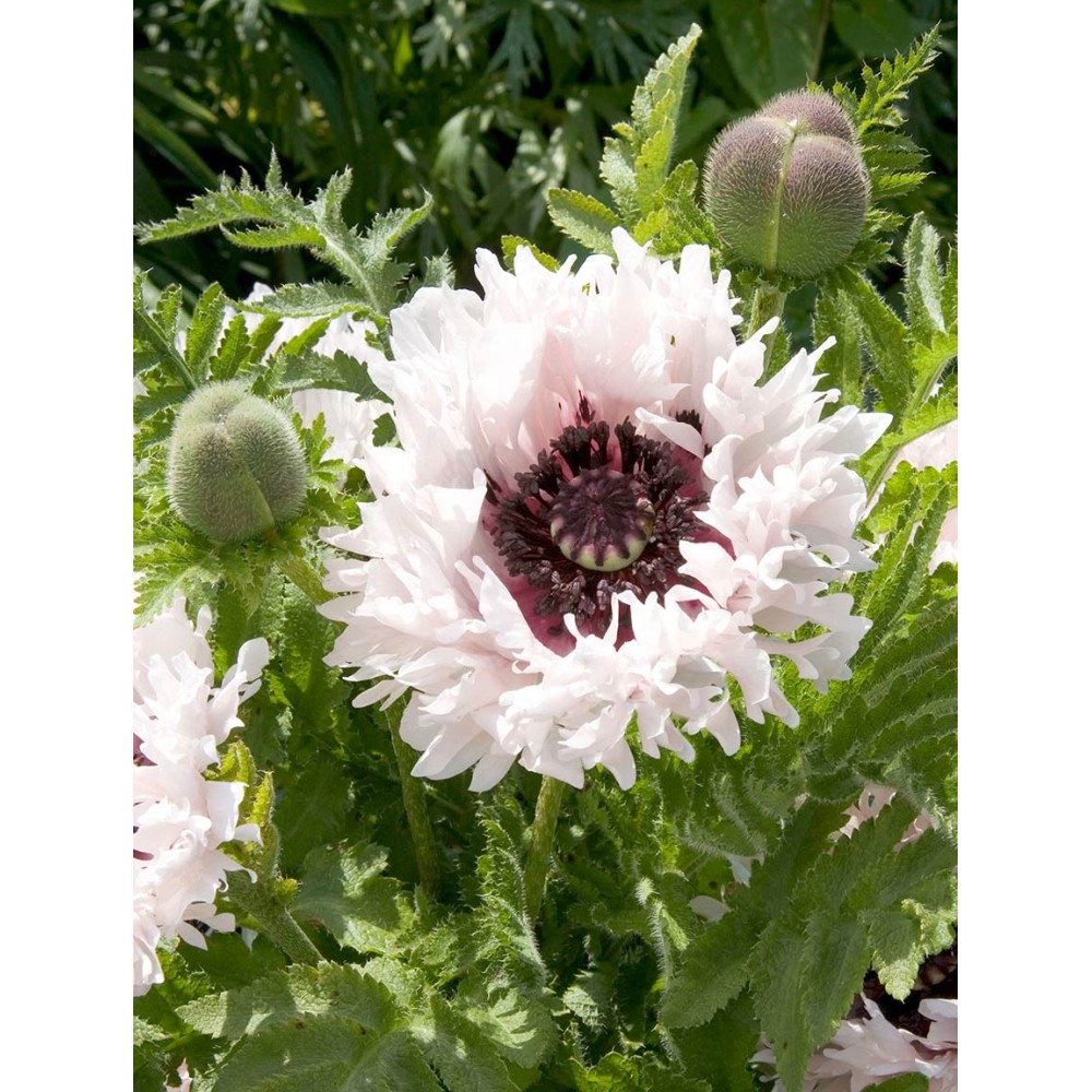 Tricyrtis Blue Spotted