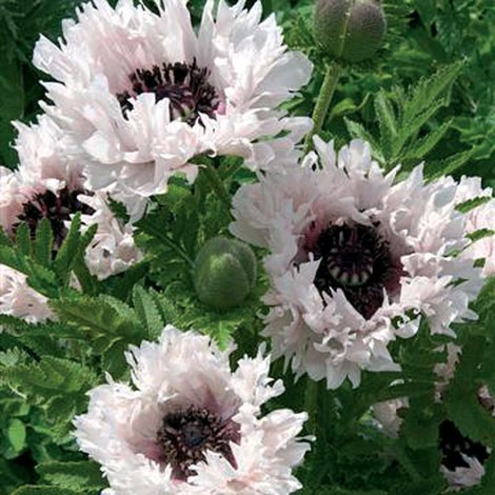 Tricyrtis Blue Spotted