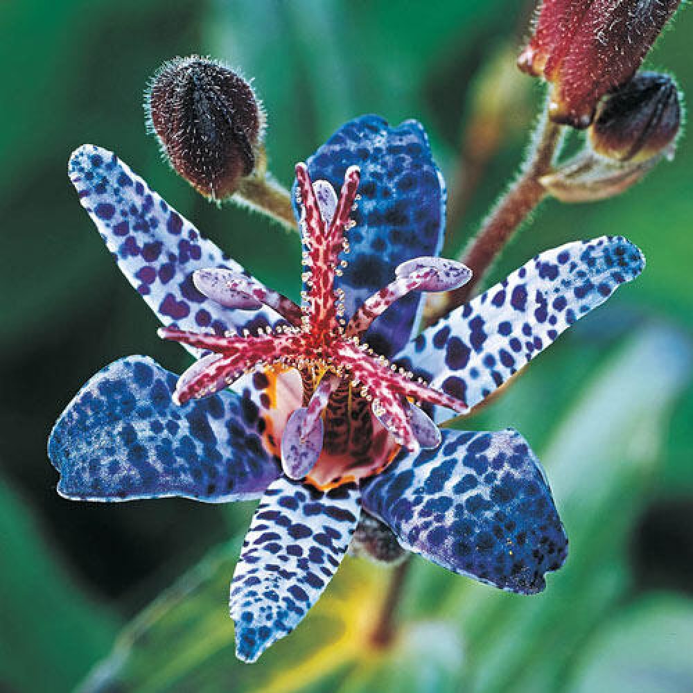 Tricyrtis Blue Spotted