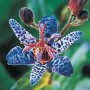 Tricyrtis Blue Spotted