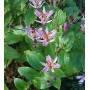 Tricyrtis Blue Spotted