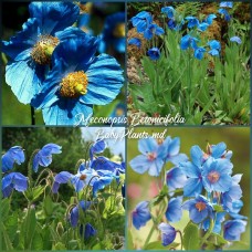 Meconopsis Betonicifolia