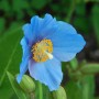 Meconopsis Betonicifolia