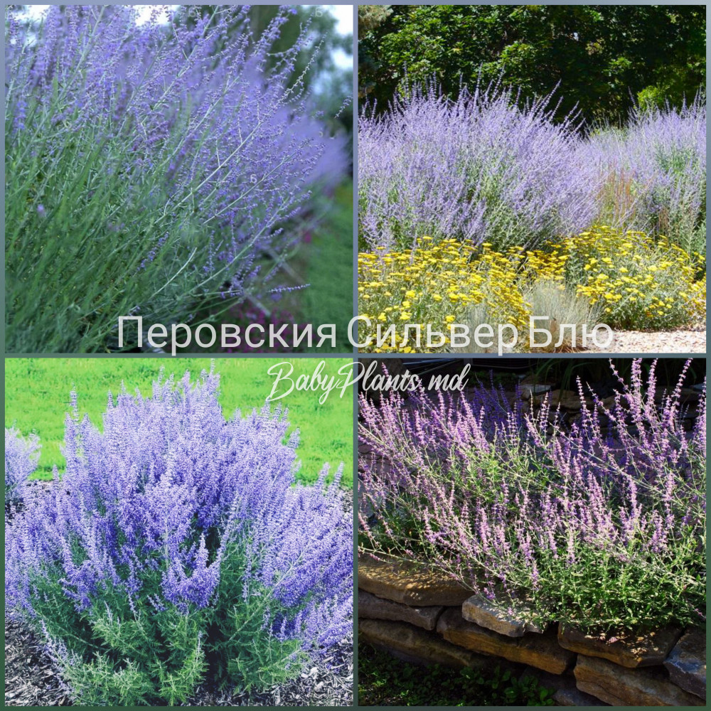 Perovskia Blue Spire