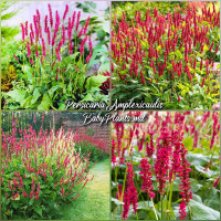 Persicaria Amplex Firetail