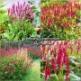Persicaria Amplex Firetail