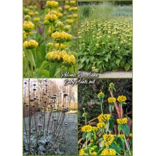 Phlomis Russeliana