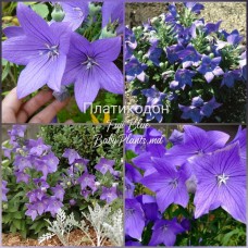 Platycodon Blue