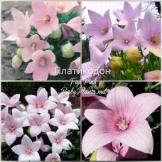 Platycodon Pink