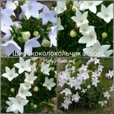Platycodon White