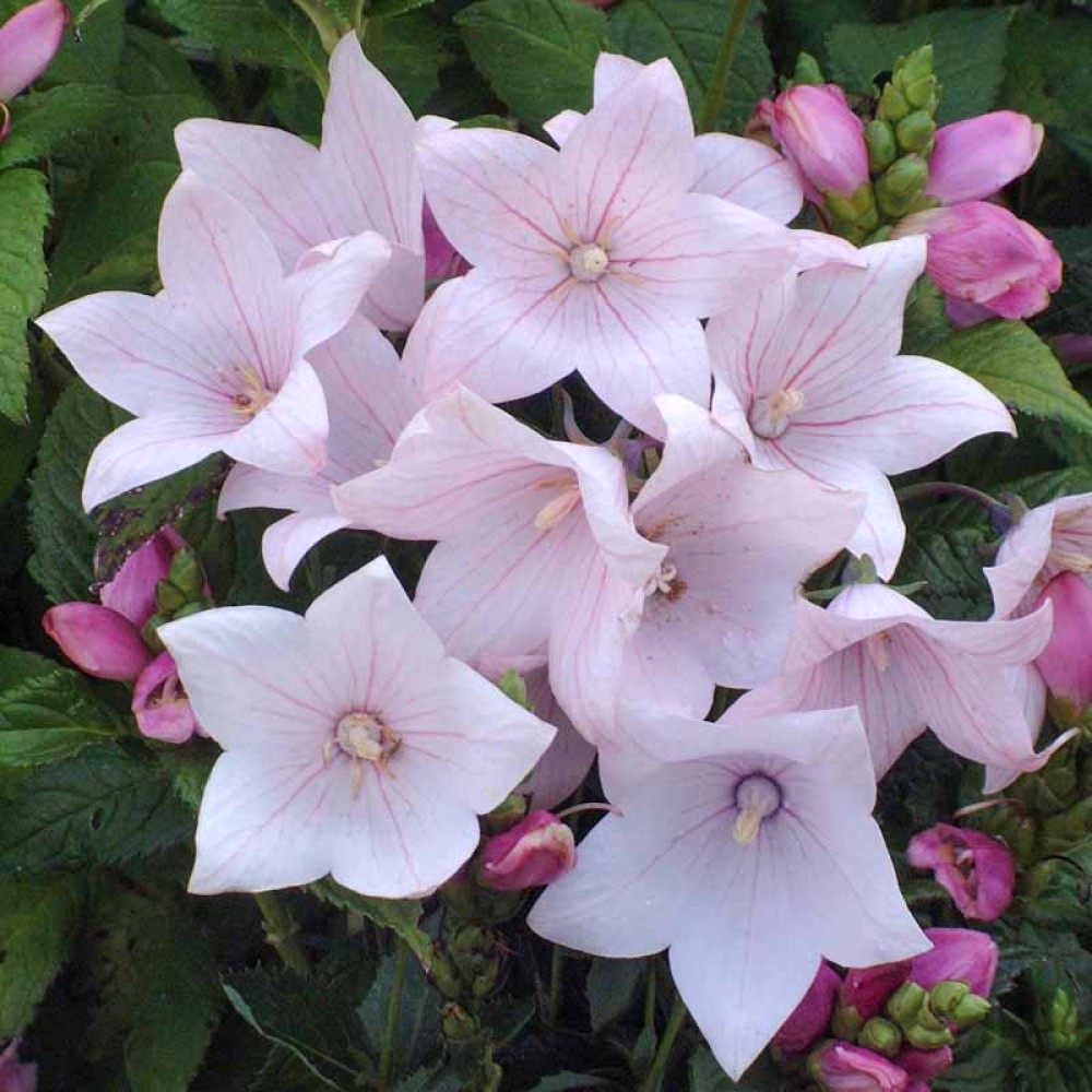 Platycodon Pink