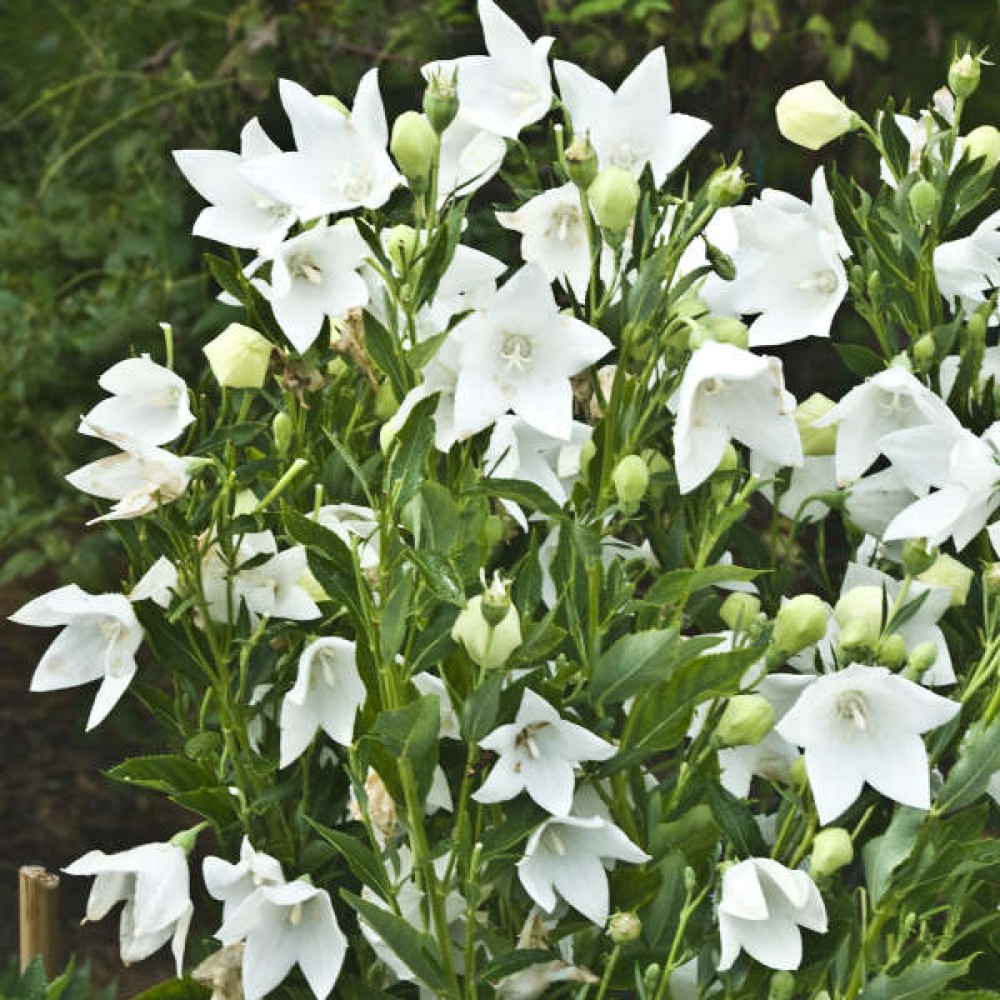 Platycodon White