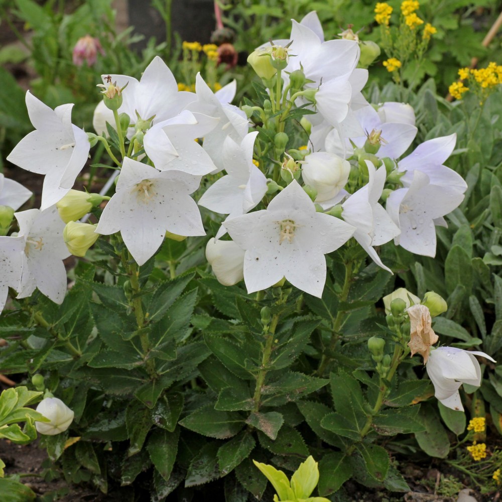 Platycodon White