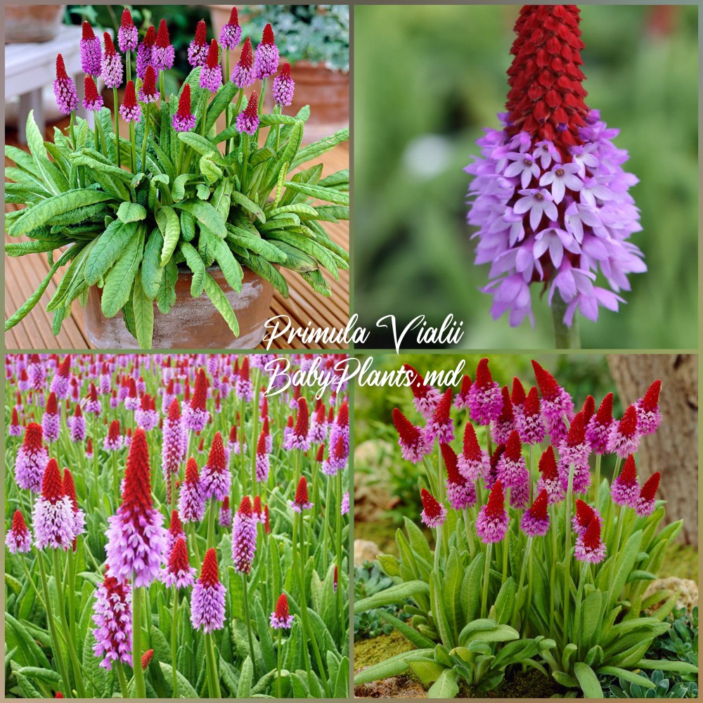 Primula Vialii
