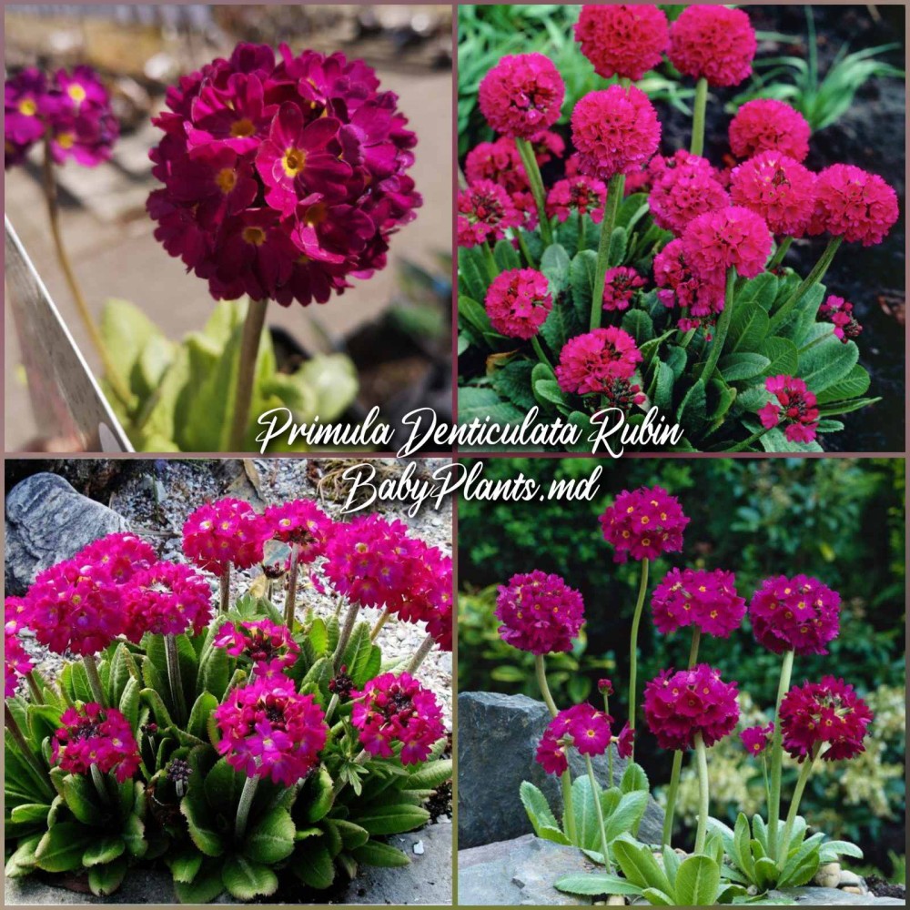 Primula Denticulata Rubin