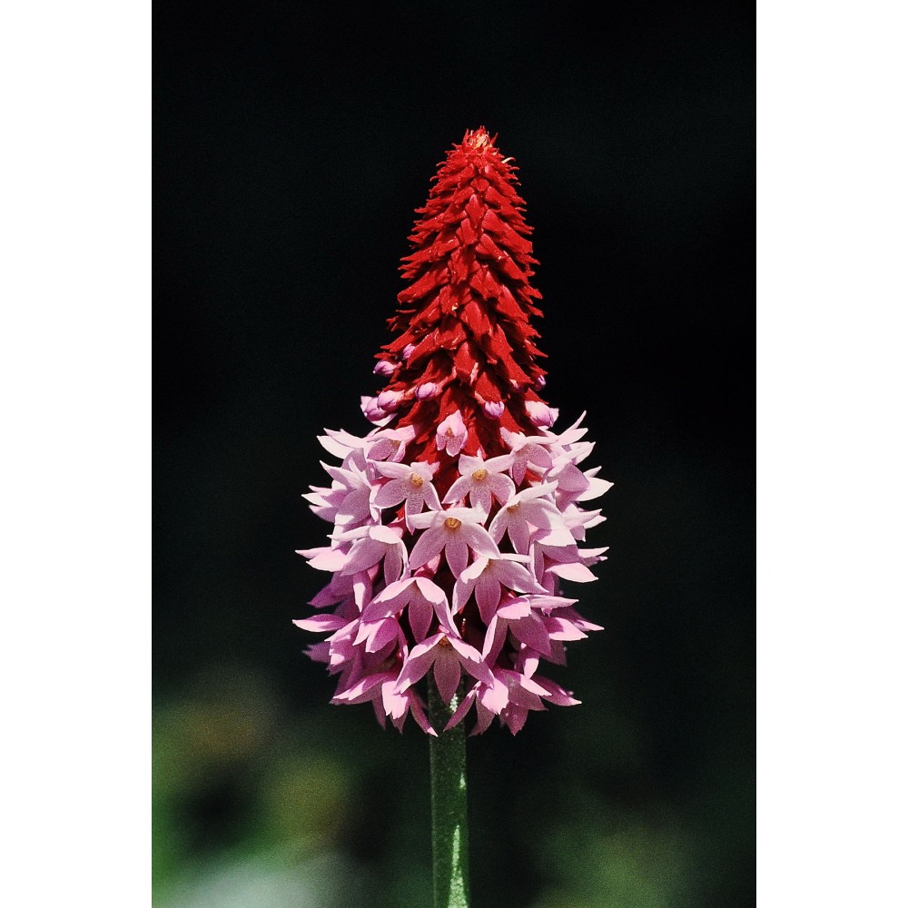 Primula Vialii