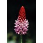 Primula Vialii