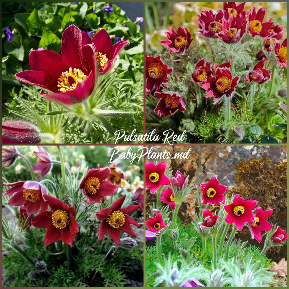 Pulsatilla Red