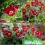 Pulsatilla Red