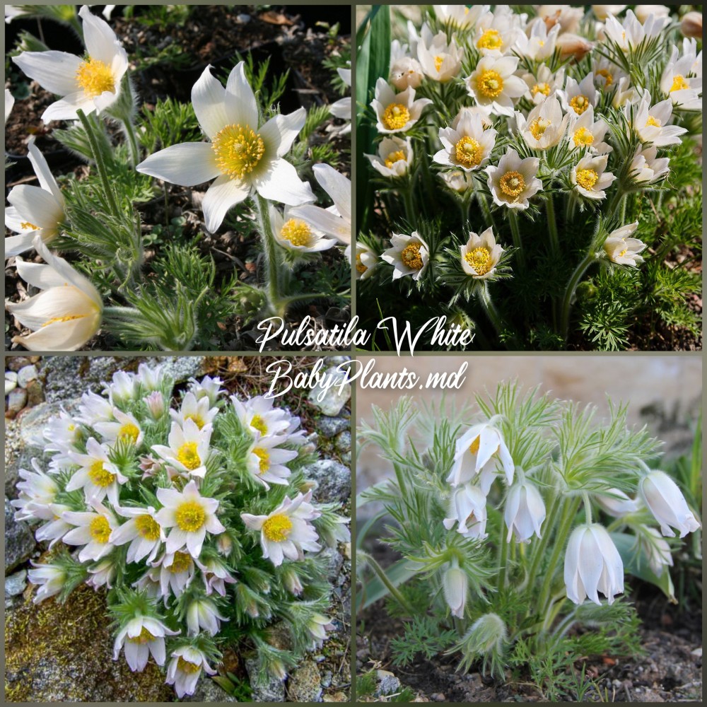 Pulsatilla White