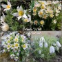 Pulsatilla White