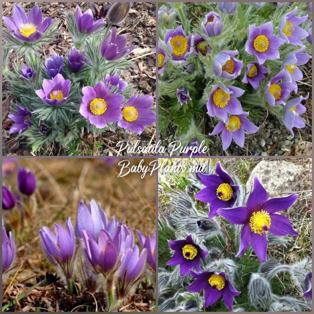 Pulsatilla Purple