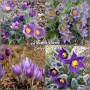 Pulsatilla Purple