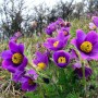 Pulsatilla Purple