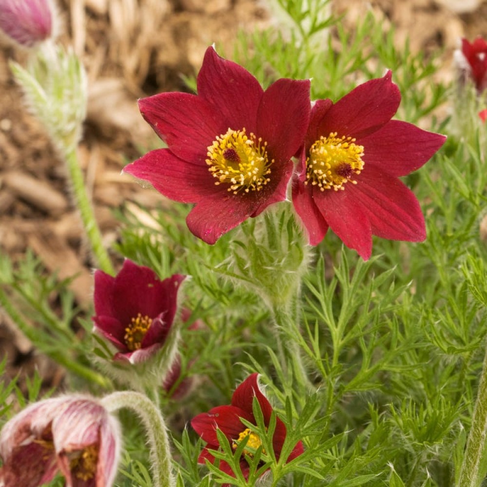 Pulsatilla Red