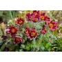 Pulsatilla Red