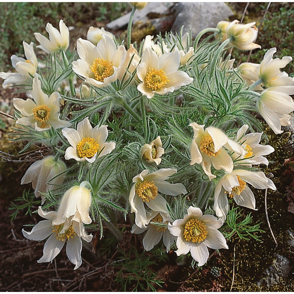 Pulsatilla White