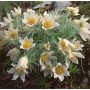 Pulsatilla White