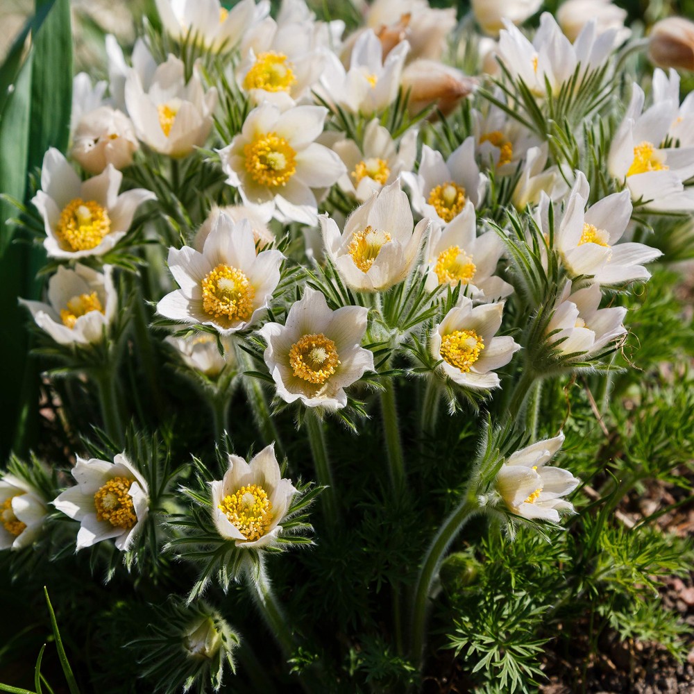 Pulsatilla White