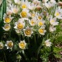 Pulsatilla White