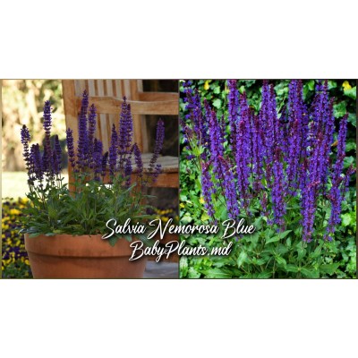 Salvia Nemorosa Blue