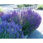 Salvia Nemorosa Blue