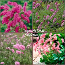 Sanguisorba Obtusa