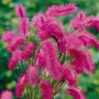 Sanguisorba Obtusa